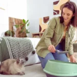 Comportamento animal: por que meu pet arranha os móveis? doenças comuns em gatos e cuidados preventivos em casa