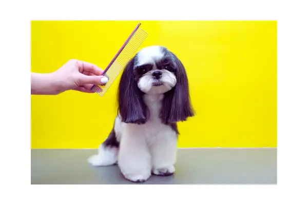 escovação no grooming passo a passo antes do banho