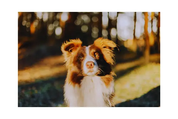 filhote distraído no passeio sem associar local do xixi