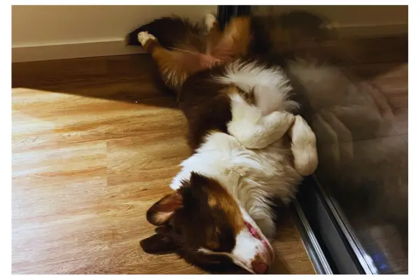 filhote em adaptação ao novo lar e nova rotina