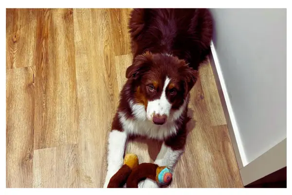 filhote não aprende a fazer xixi no lugar certo dentro de casa