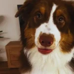 Grooming passo a passo para tutores de pets filhote não aprende a fazer xixi no lugar certo dentro de casa