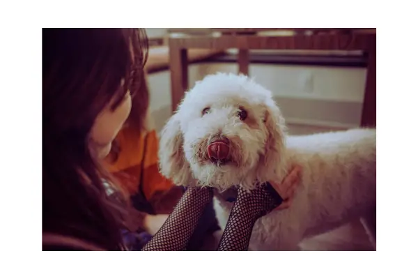 grooming passo a passo começa pela observação do pet