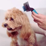 Grooming passo a passo para tutores de pets grooming passo a passo para tutores de pets em casa