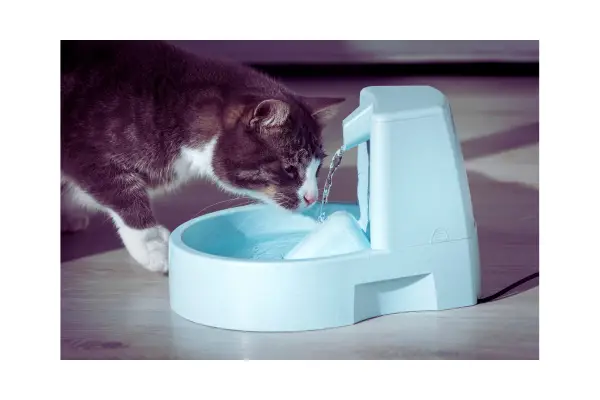 hidratação e prevenção de doença renal em gatos