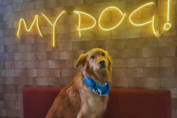 história real de adoção de cachorro