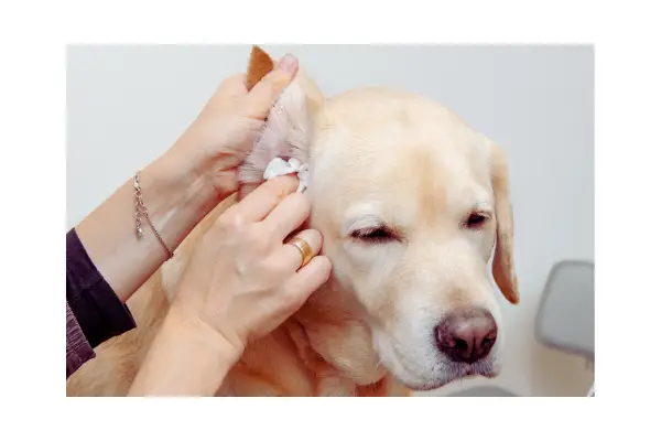 inspeção no grooming passo a passo antes do banho