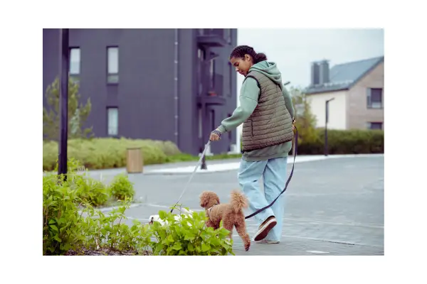 passeio com cachorro em horário adequado no calor