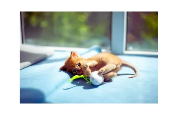 prevenção de doenças comuns em gatos no dia a dia