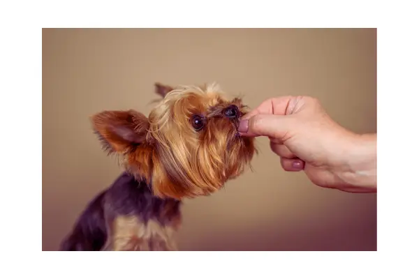 reforço positivo no treino