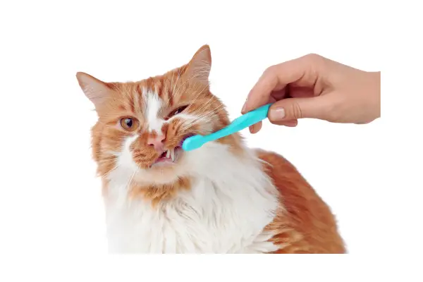 saúde bucal e doenças dentárias em gatos