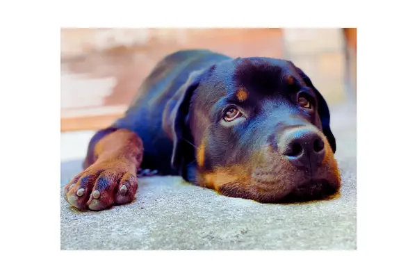 sinais iniciais de doenças comuns em cachorros