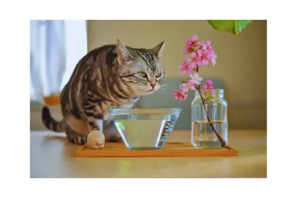 sinais sutis de doenças comuns em gatos