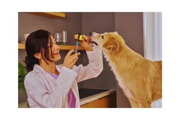 vacinação como prevenção de doenças infecciosas em cachorros