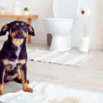 Xixi no Lugar Certo: Como Ensinar Seu Cachorro cachorro fazendo xixi no lugar certo no tapete higiênico dentro de casa