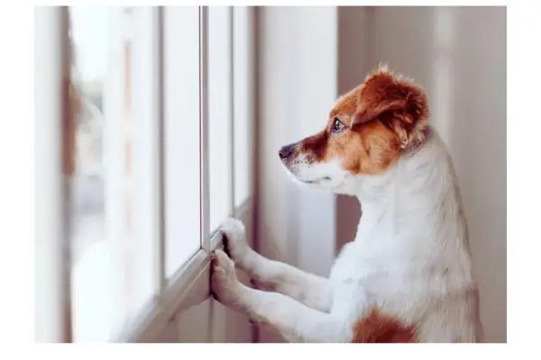 Cachorro demonstrando ansiedade dentro de casa