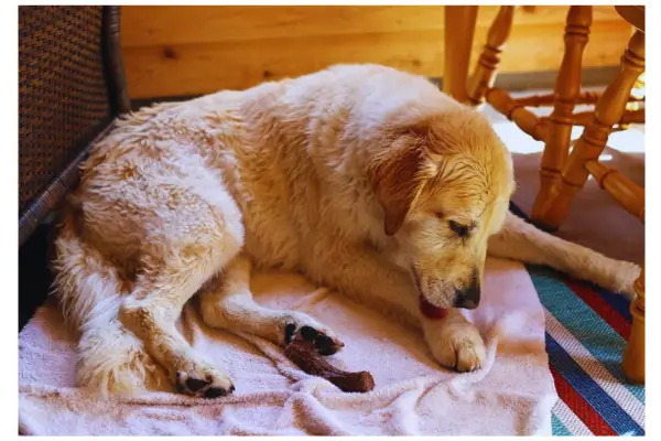Cachorro relaxado lambendo a pata ocasionalmente