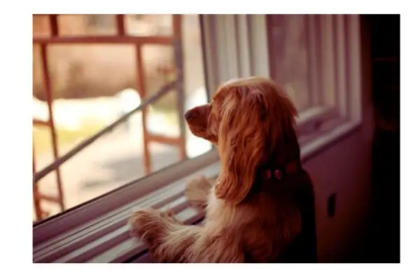cachorro sofre quando fica sozinho em casa