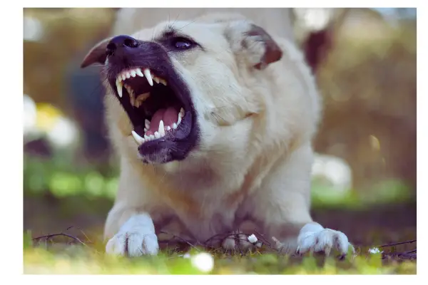 Latido saudável x latido disfuncional