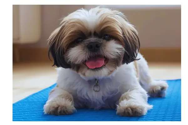 Seu cachorro sofre com o calor