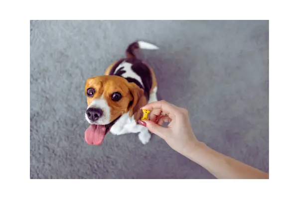 Por que alguns cães latem muito?