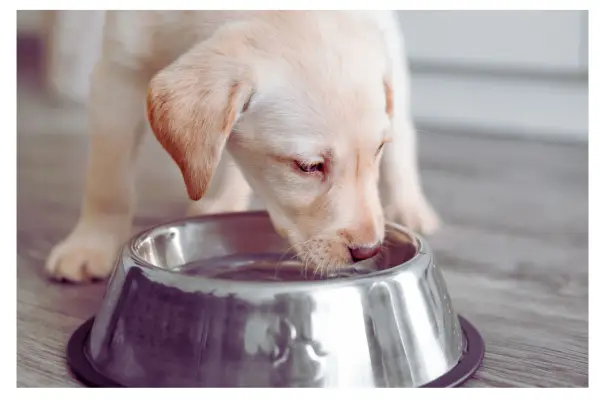 cachorro bebendo água fresca durante o calor