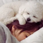 Você dorme com seu pet na cama? Minha história real bichon frisé dormindo na cabeça da tutora na cama
