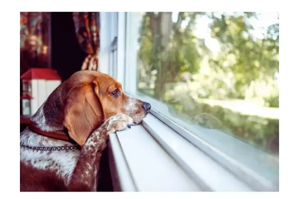 cachorro esperando o tutor voltar para casa