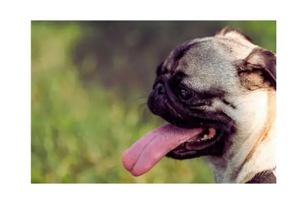 cachorro ofegante com sinais de calor excessivo