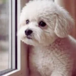 Por que alguns cães latem muito? Entenda o motivo cachorro sofre quando fica sozinho