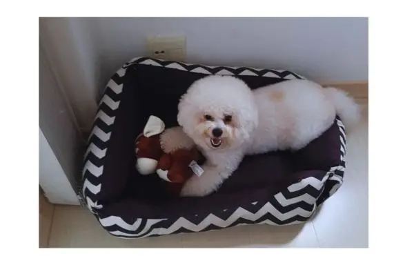 cachorro tranquilo em casa