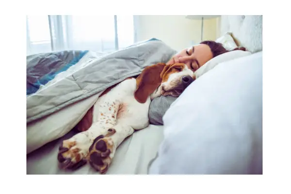 dormir com o pet na cama com higiene e cuidados