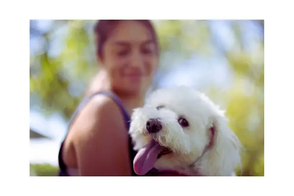 Por que alguns cães latem muito?