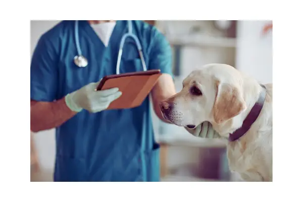 latido excessivo do cachorro pode indicar problema de saúde