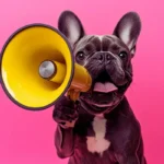 Por que alguns cães latem muito? Entenda o motivo por que alguns cães latem muito e como interpretar o latido