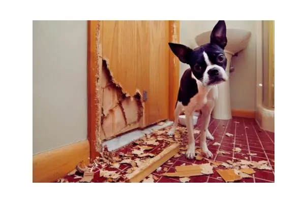 cachorro sofre quando fica sozinho