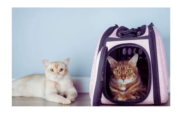 Gatos aprendem comandos