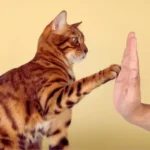 Como Ensinar Comandos para Gatos: Guia Completo Treino em casa mostrando que gatos aprendem comandos com reforço positivo