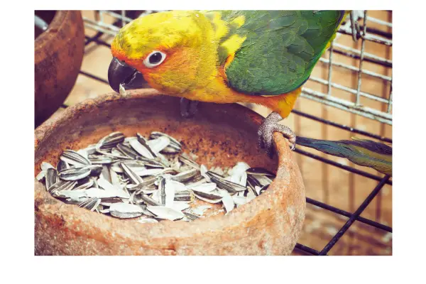 alimentação adequada