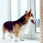 Ansiedade de separação em pets: causas e sinais ansiedade de separação em pets quando ficam sozinhos