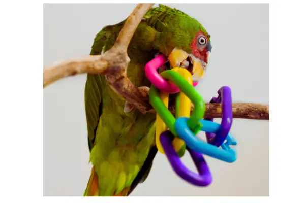 brinquedos essenciais para manter papagaio estimulado