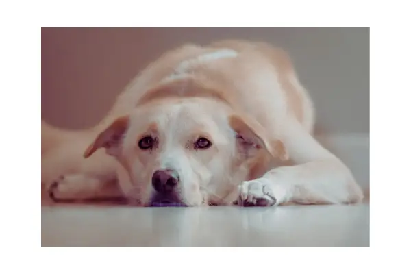 cachorro demonstrando sinais de ansiedade ou tédio em casa