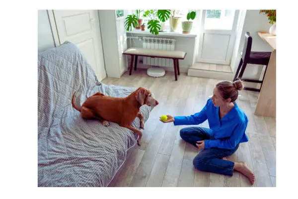 cachorro parece ignorar o tutor dentro de casa