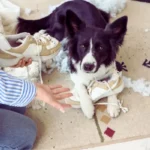 Meu cachorro me ignora: o que isso realmente significa? cachorro parece ignorar o tutor dentro de casa