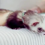 Furão Como Pet: Vale a Pena Ter Um? furão como pet brincando em ambiente doméstico