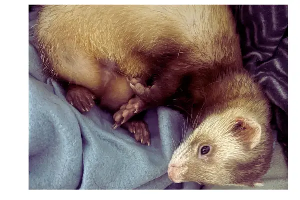 furão como pet em ambiente doméstico preparado