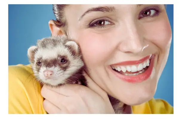 furão interagindo com tutor em ambiente doméstico