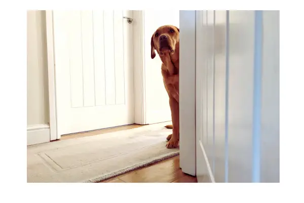 sinais de ansiedade de separação em cães antes da saída do tutor