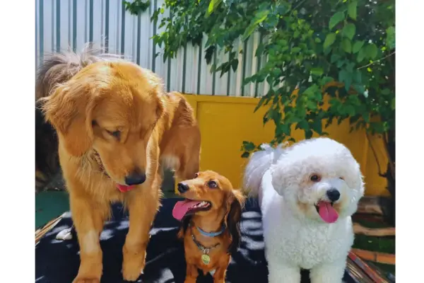 socialização ajuda a reduzir ansiedade de separação em cães