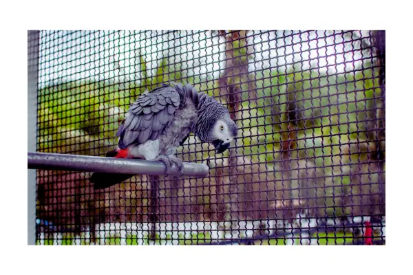 viveiro grande ideal para papagaio doméstico